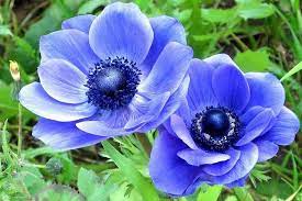 Maybe you would like to learn more about one of these? Anemone Coronaria Blue Poppy
