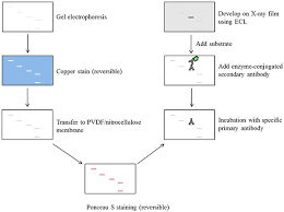 How does western blot work. Introduction To Western Blotting Detection Of Proteins