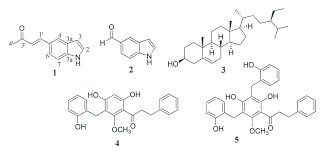 Image result for Monodora minor