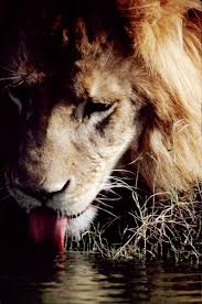 Maybe you would like to learn more about one of these? Lion 3 Animals Beautiful Animal Magic Animals Are Beautiful People