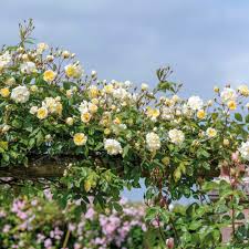 A combination of wet soil and rocks works well for the ones that will soon be covered by the weeping canes of a rose. Roses Ideal For Poor Soil David Austin Roses