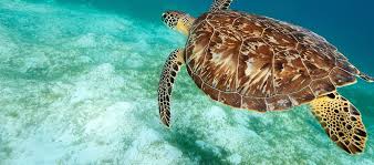 Hawksbill sea turtles are circumtropical, meaning they inhabit oceans, seas, and associated waters in tropical areas throughout the world. Hawksbill Turtle College Of Medicine Blog Aua