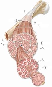 It is divided into two subgroups; Anatomy Lab Axial Muscles Diagram Quizlet