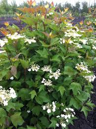Viburnum opulus 'roseum' 4 8' x 6' deciduous. Shrubs Botanical R Through Z
