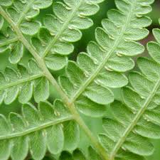 Image result for Blotiella bouxiniana