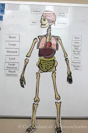 Free printable reflexology charts anatomy and health. Life Size Human Anatomy Activity Confessions Of A Homeschooler