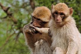 Homme baise son chien mince webgl a rencontre un probleme chrome. Photo De Singe Le Baise Main Facon Magot N 468718 Sur Photos Animaux Com