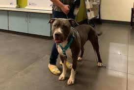 Denver animal protection rescued more than two dozen french bulldogs from a hoarding situation. Gumdrop Becomes The First Pit Bull Adopted Out By Denver In More Than 30 Years Denverite The Denver Site