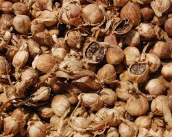 Amomum Compactum Or Round Cardamom A Zingiberaceae Species Appreciated For Its Medicine Uses Fru En 2020 Plantes Aromatiques Et Medicinales Graine Aromates