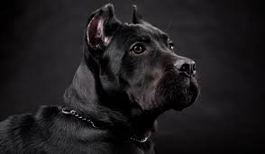 Sunt foarte activi si jucăuși. Cele Mai Bune Rase De Caini De PazÄƒ