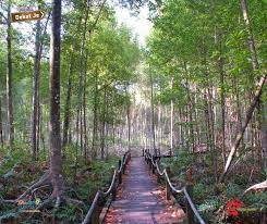 Baru sebentar saja di hutan bakau teman saya. Hutan Paya Bakau Matang Key Term Holidays Sdn Bhd Facebook