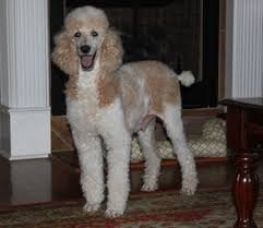 Don't miss what's happening in your neighborhood. Red And White Parti Standard Poodles Standard Poodle Dames For Sale