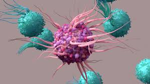 Image result for T-Lymphocyte