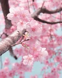 Pin By Morles On Cherry Blossom Cherry Blossom Flowers Cherry Blossom Wallpaper Blossom Flower
