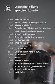 buddy bello alles uber hunde hundespruche hund zitat hund witze