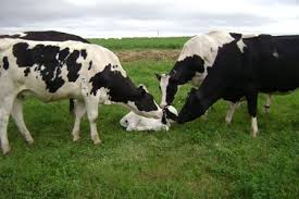 Black And White Cow Name Sassy Cow Creamery Home Cow Calf Cow Cows Creamery