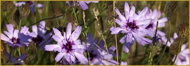 Photos De Catananche Caerulea Catananche Bleue Ou Cupidone Bleue Compositae Composees Asteraceae Asteracees Photos Des Fleurs Et Plantes D Europe Nature À propos de l'espèce catananche caerulea. photos alsace lorraine com