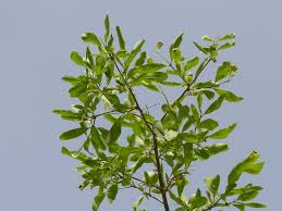 Image result for Cordia sinensis