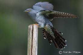 Birds Of A Feather New Vegas Bug Common Cuckoo By Dorian Mason Birdguides Cute Baby Animals Forest Spirit Cuckoo