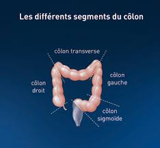 Le recours à la coloscopie est indiqué pour explorer le colon dans le but de déceler d'éventuelles anomalies et d'effectuer des prélèvements pour les identifier. Le Colon Cancer Du Colon