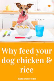 Feeding A Dog Chicken Rice Everyday Can Dogs Eat Chicken Eating Raw Chicken Can Dogs Eat