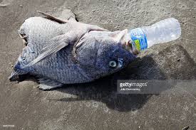 Dead Fish Head With A Water Bottle In It S Mouth On The Beach At