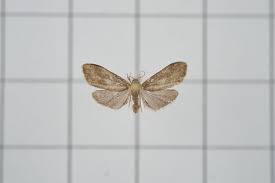 Image result for Melhania virescens