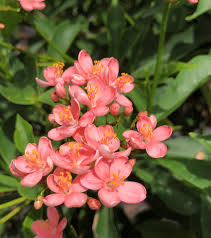 Image result for Jatropha seineri