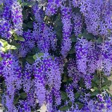 Image result for Petrea volubilis
