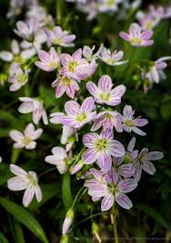 Check spelling or type a new query. Pin On Claytonia Virginica Eastern Spring Beauty Montiaceae