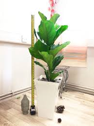 Fiddle leaf fig trees growing season, spring through fall, is the best time to fertilize them. Large Fiddle Leaf Fig Indoor Tree House Plant In Pot Rare Evergreen Ficus Lyrata Ebay