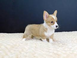 Find corgi in dogs & puppies for rehoming | 🐶 find dogs and puppies locally for sale or adoption in ontario : Pembroke Welsh Corgi Dog Female Sable 2255626 Petland Gallipolis Oh