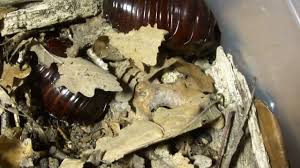 Maybe you would like to learn more about one of these? Macropanesthia Rhinoceros Giant Burrowing Cockroach Youtube