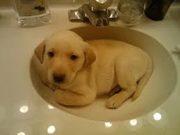 Scratch, stain, and heat resistant up to 536˚ f for all of your tough jobs. 37 Dogs N Sinks Ideas Cute Dogs Dogs Puppies