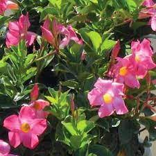 Dipladenia A Carnival Of Blooms A Very Hardy Annual Great In Hanging Baskets Or Pots Will Tolerate Very Annual Plants Online Plant Nursery Trees To Plant