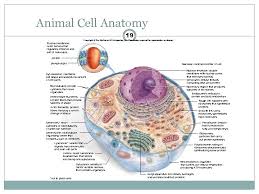 We did not find results for: Chapter 4 Pp 59 84 Cell Structure And