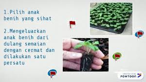Lepas bancuh larutan pekat nutrien ab hidroponik hari tu, terasa nak mula tanam sesuatu je. Rbt Tahun 6 Menanam Secara Hidroponik Youtube