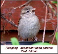 the house sparrow passer domesticus nesting orphan care