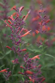 It does not always over winter well, but the show it gives and the great fragrance makes it worth planting each year! Agastache Rupestris Apache Sunset Seeds 1 95 From Chiltern Seeds Chiltern Seeds Secure Online Seed Catalogue And Shop