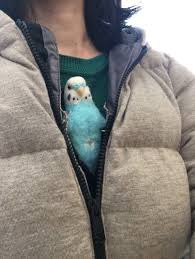 My Human Keeps Me Warm Cuteparrots Birds Snuggles Cute Animals Pet Birds Funny Parrots