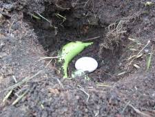 Cultura de roșii este cea care, poate, trezește cele mai mari pasiuni. Ingrasamant Rosii