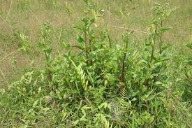 Image result for Adenostemma