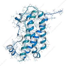 The use of human growth hormone was first successful in 1958. Human Growth Hormone Molecule Illustration Stock Image F019 2339 Science Photo Library