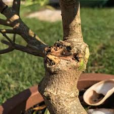 We did not find results for: Little Red Bugs On My Olive Tree Found On Old Dead Wood In The Uk Can Anyone Help Thank You Gardeninguk