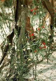 Image result for Striga bilabiata