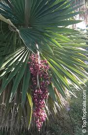 Image result for Coccothrinax