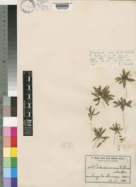 Image result for Pentanisia