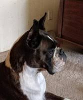 This pup doesn't do well in extreme heat or cold, so watch for signs of overheating in the summer, and get a warm dog jacket and booties for winter walks. Boxer Breeders In Colorado
