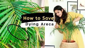 Maybe you would like to learn more about one of these? How To Save A Dying Areca Palm Youtube
