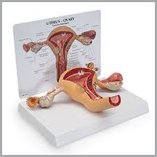 Female outline human body diagram : Amazon Com Uterus Ovary Model Human Body Anatomy Replica Of Female Reproductive System For Doctors Office Educational Tool Gpi Anatomicals Industrial Scientific
